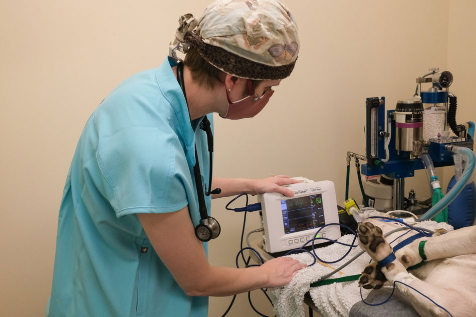 Mythos Veterinary - Carolyn Monitoring ECG