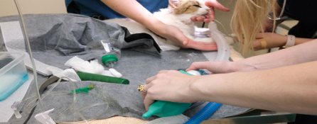 Mythos Veterinary - Patient Advocacy