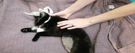 Mythos Veterinary - Patient Oversight