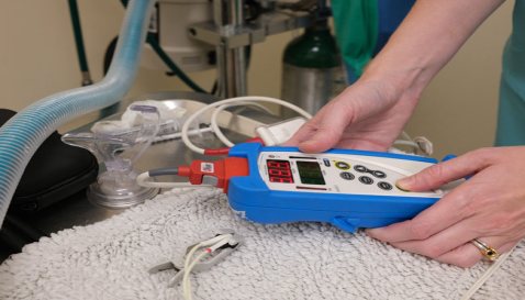Mythos Veterinary - Pulse Oximeter Detail