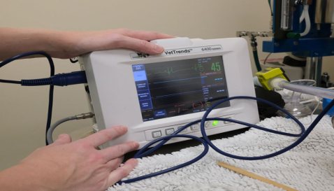 Mythos Veterinary - Bradycardia Monitor
